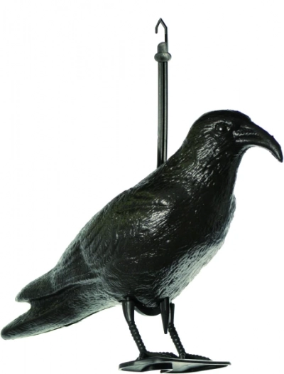 Mövenschreck Krähe
