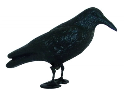 Mövenschreck Krähe